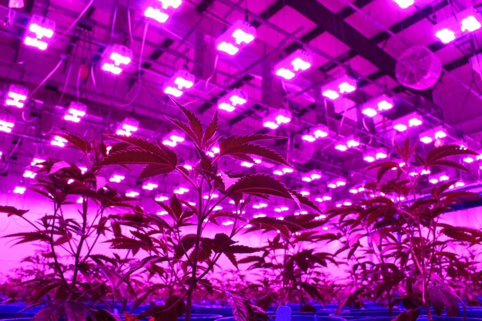 LED Grow Lights