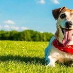 Tips to Take care of Pets