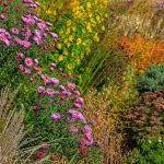 Plant for Great Fall Colors