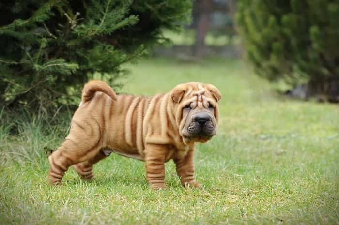 Know About Shar-Pei Puppies