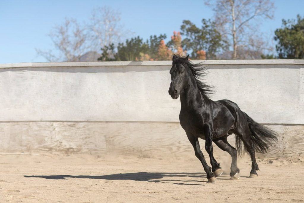 Successful Horse Jumping